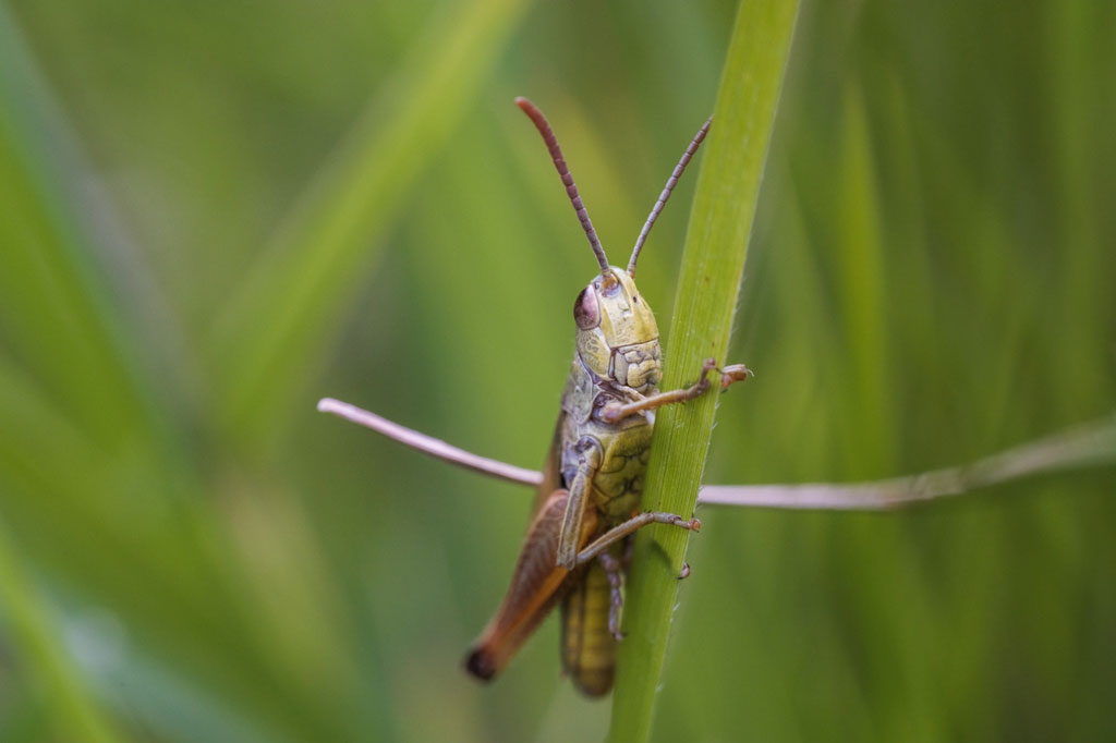 We collected individual grasshoppers (Sphenarium purpurascens)