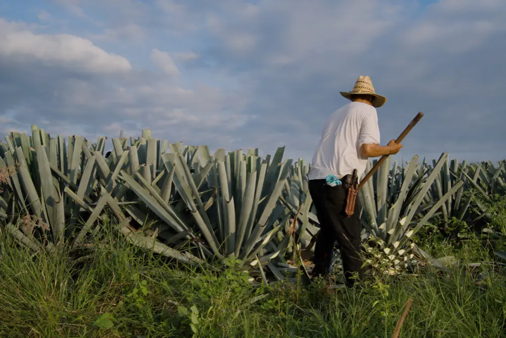 Agave Inulin as a fat replacer in tamales