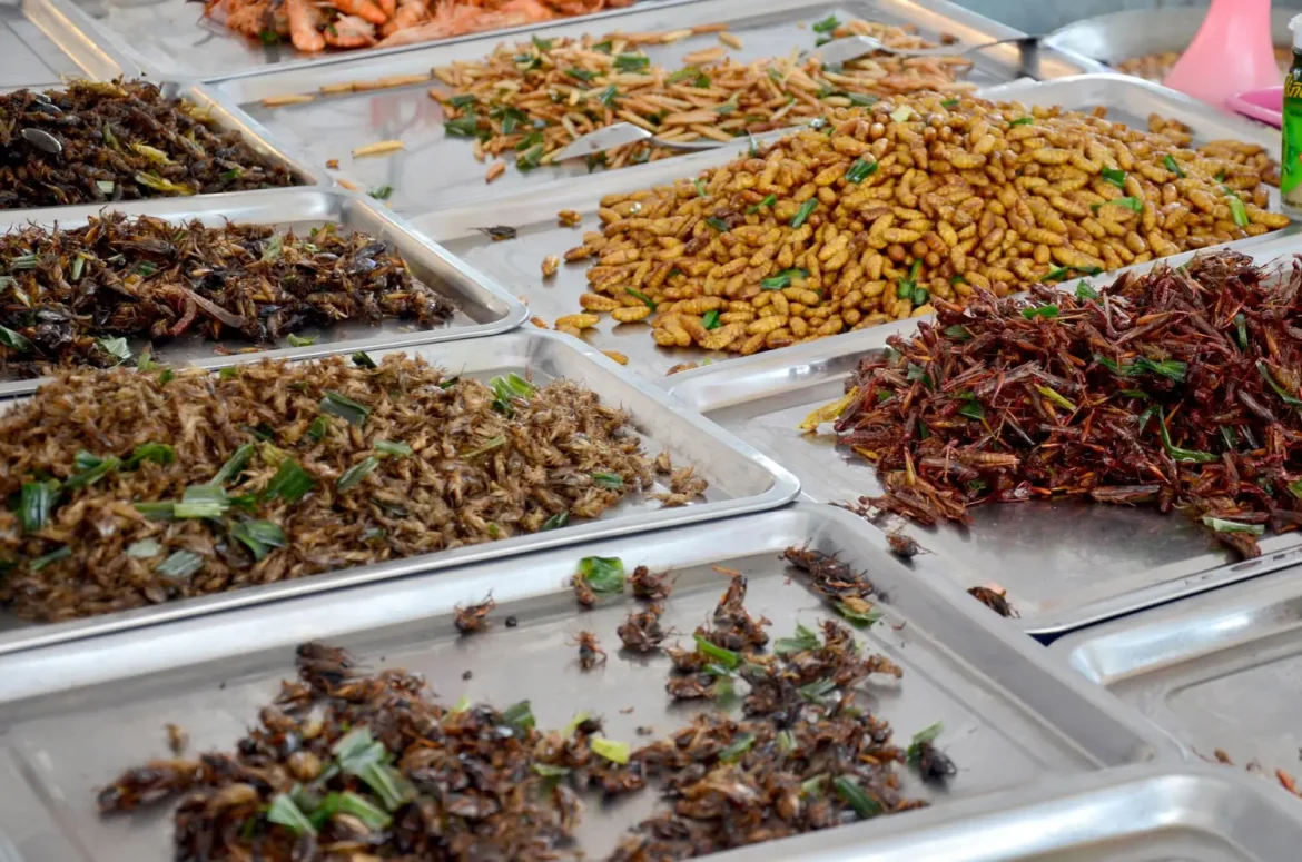 Exploring the future of food: are edible insects the key to a sustainable diet?