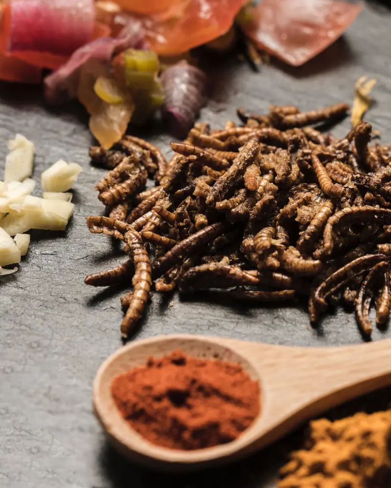 Why edible Insects?