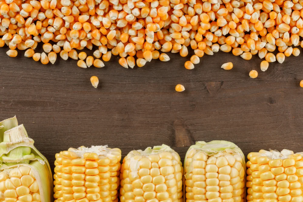 Popcorn must meet specific criteria to be considered high quality.