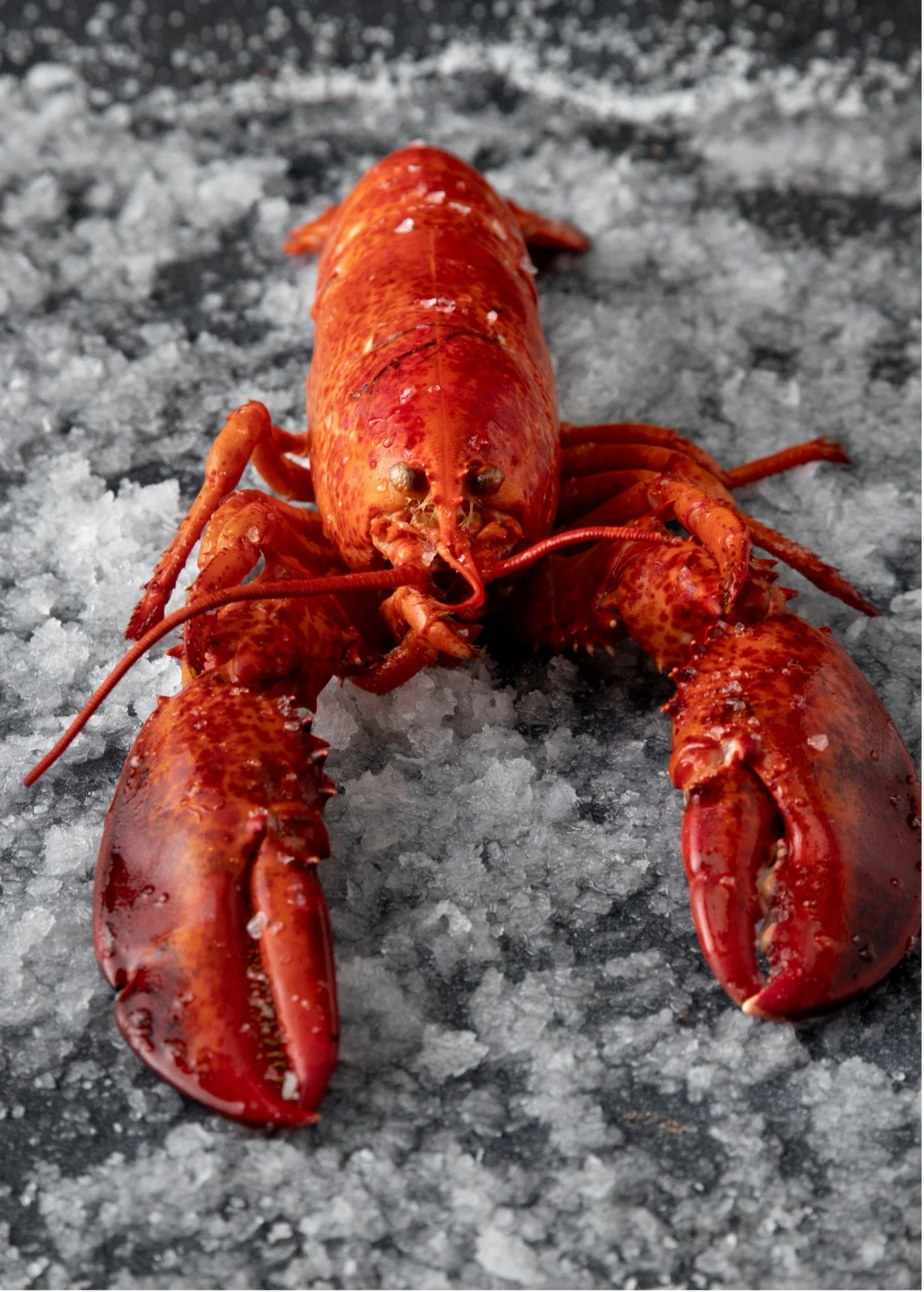Insects as an alternative source of chitin  Traditionally, chitin is extracted from crustacean by-products. However, insects, such as the house cricket (Acheta domesticus), represent a more accessible and sustainable source. Additionally, their cultivation allows for the utilization of protein for human consumption. 