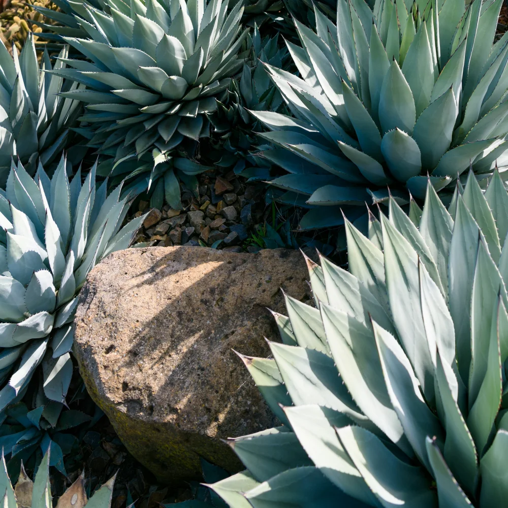 La inulina de agave es un polisacárido natural que se obtiene de plantas de agave.