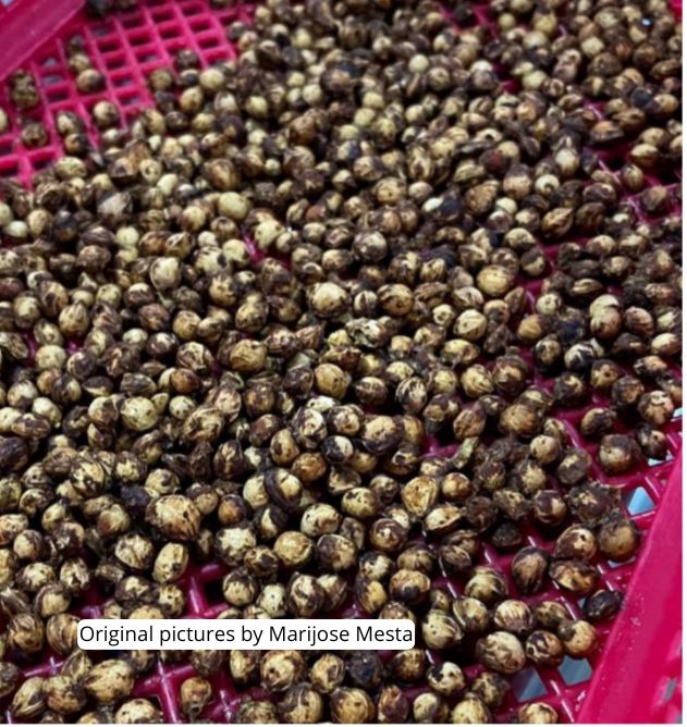 Unlocking the protein potential of capulin seed: 